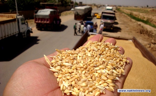 النقل البري تشحن 150 ألف طن من الحنطة الى مخازن وزارة التجارة